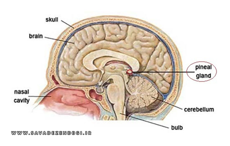 چگونه خواب مان را بر اساس «ملاتونین» تنظیم کنیم و لذت ببریم؟