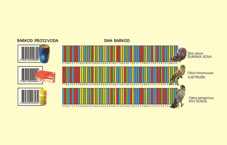 تولید «بارکد» از دی‌ان‌ای برای شناسایی مولکول