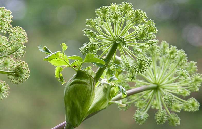 نسخه گیاهی مناسب برای مشکلات روده تحریک پذیر(+عکس)