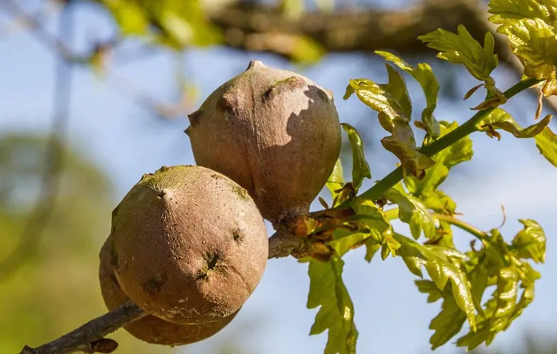 دارمازو؛ درباره یک گیاه فوق العاده!