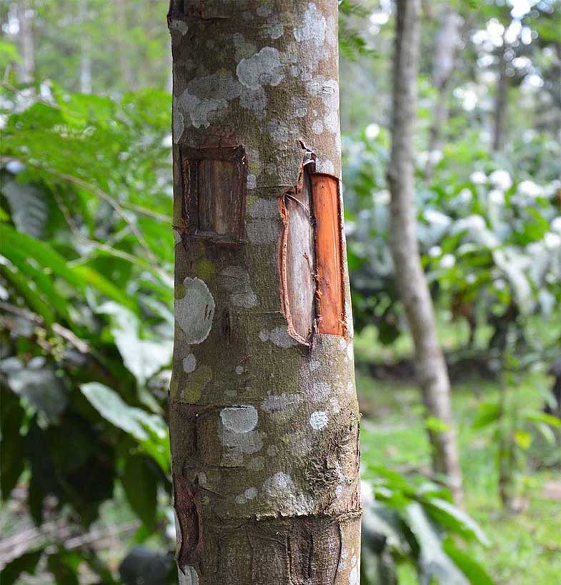 درخت دارچین؛ درختی که از تمام آن بوی بسیار مطبوع استشمام می شود!