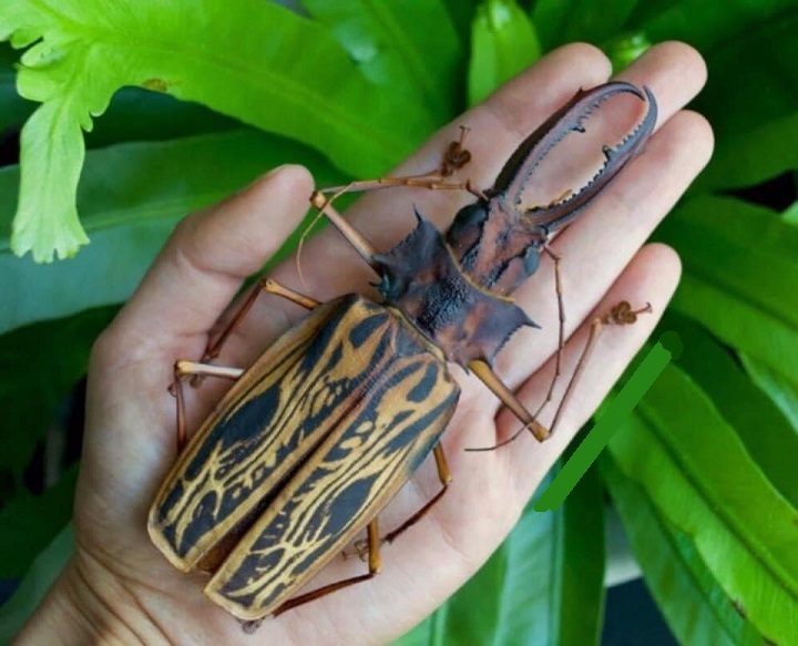 شاخ بلند دندان خنجری؛ از درازترین و گران ترین سوسک های جهان!