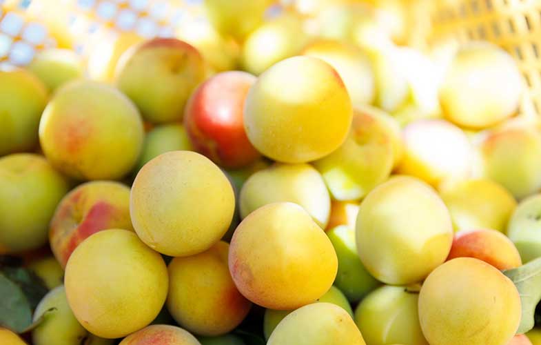 تاثیر «آلو ژاپنی» در پیشگیری از فشارخون و بیماری های قلبی