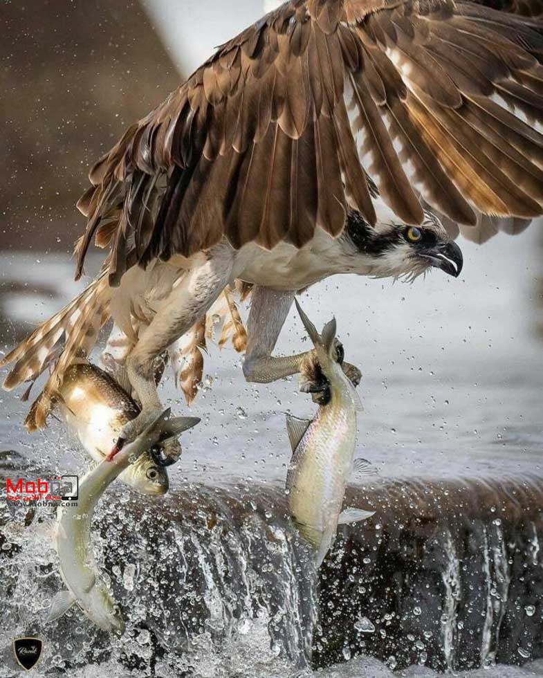 دیدنی های بدون شرح از سراسر جهان!