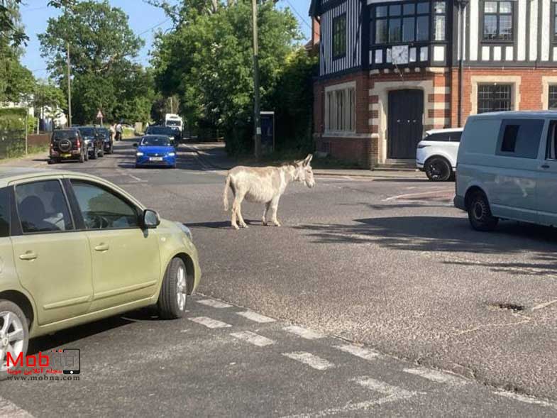 دیدنی های بدون شرح از سراسر جهان!