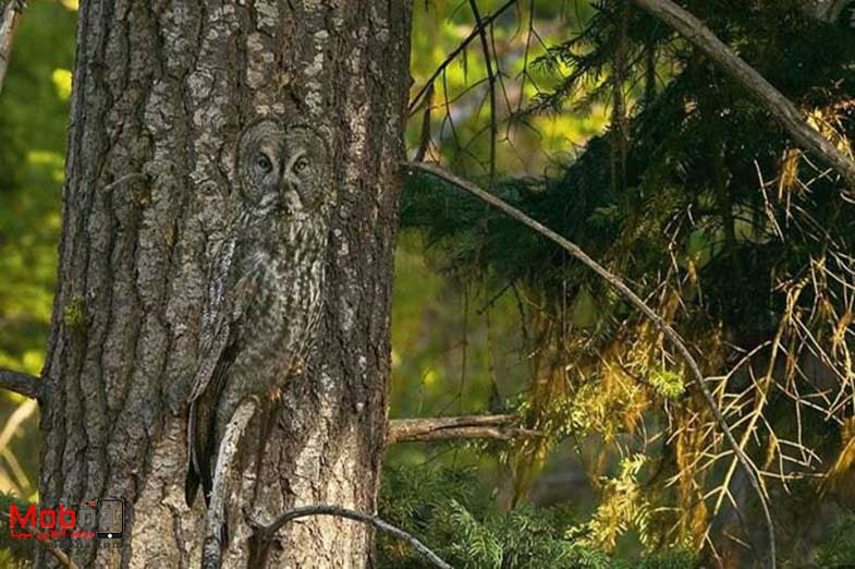 دیدنی های بدون شرح از سراسر جهان!