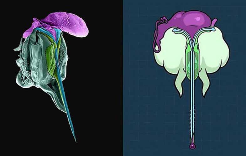 وقتی زنبور نیش می‌زند چه اتفاقی می افتد؟