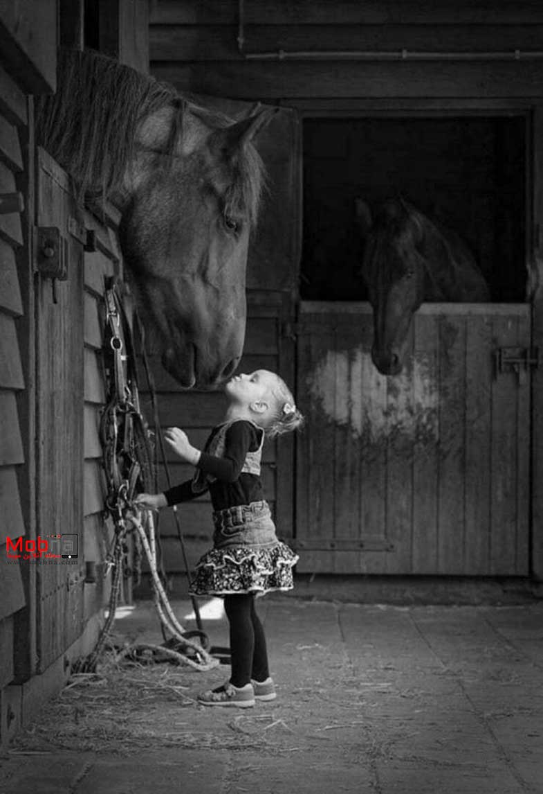 مجموعه بدون شرح؛ از بازار ماهی فروشان تا گاو مهربان!