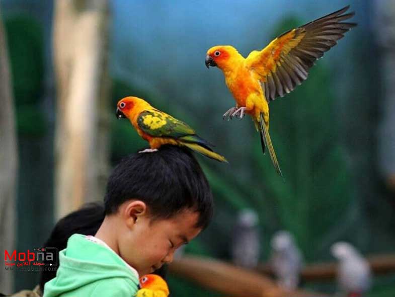 مجموعه بدون شرح؛ از بازار ماهی فروشان تا گاو مهربان!