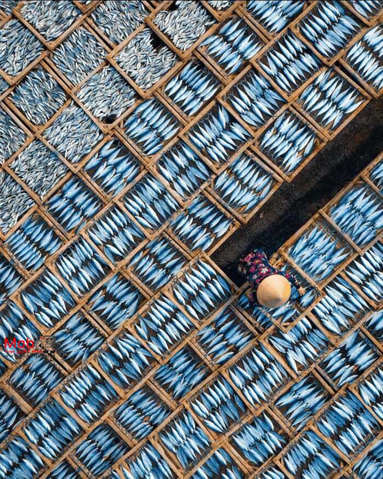 مجموعه بدون شرح؛ از بازار ماهی فروشان تا گاو مهربان!