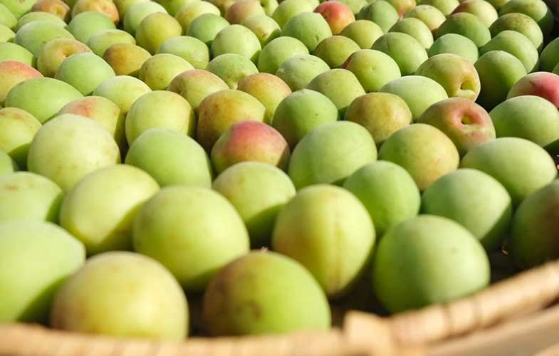 تاثیر «آلو ژاپنی» در پیشگیری از فشارخون و بیماری های قلبی