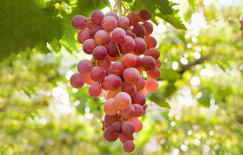 انگور؛ میوه ای که اکسیر جوانی است