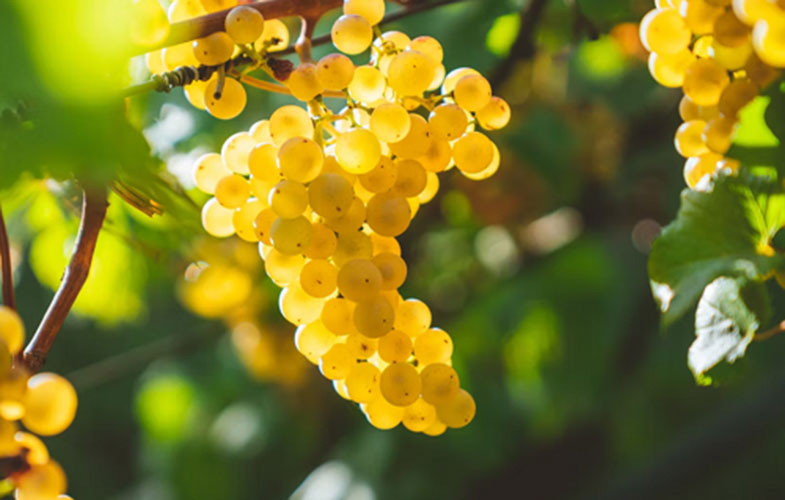 انگور؛ میوه ای که اکسیر جوانی است