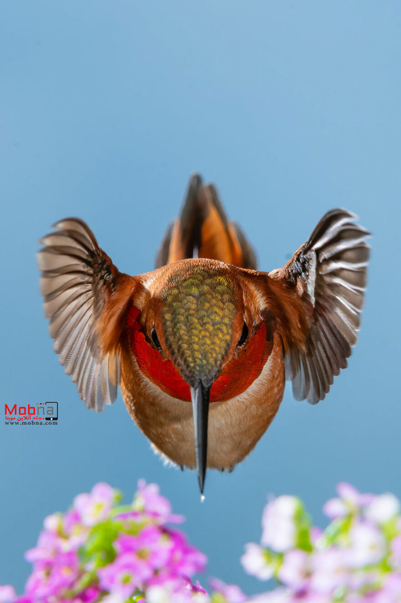 تصاویر برتر در «عکس بزرگ» 2023 