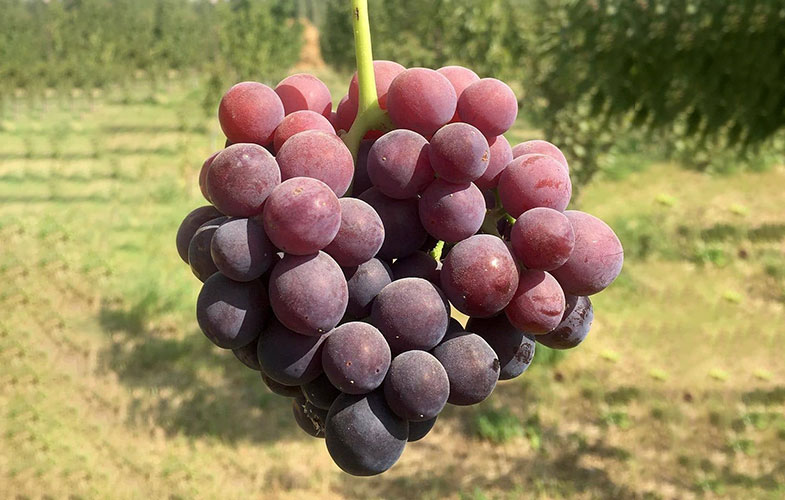 انگور؛ میوه ای که اکسیر جوانی است