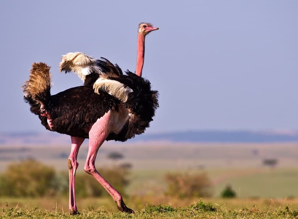 تفاوت عجیب اندازه تخم «مرغ مگس خوار» و شترمرغ