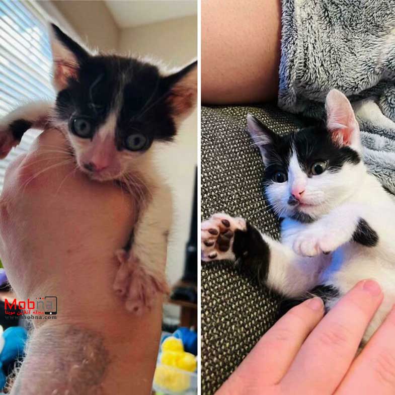 قبل و بعد گربه های خیابانی!