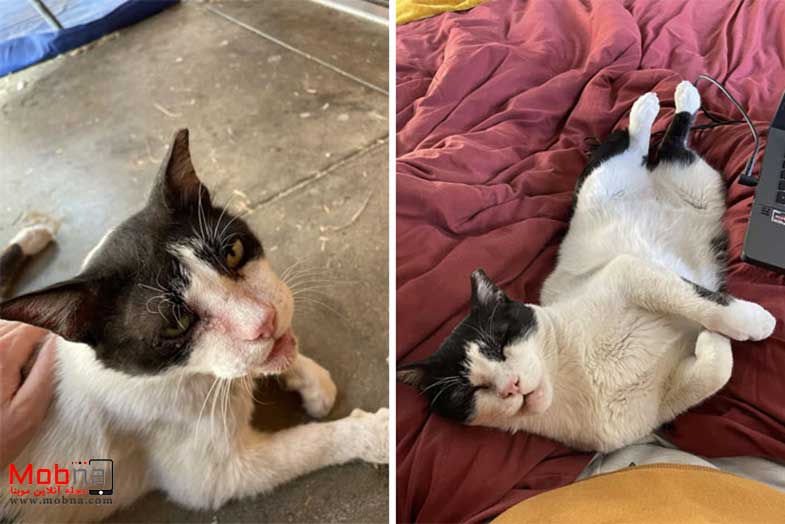 قبل و بعد گربه های خیابانی!