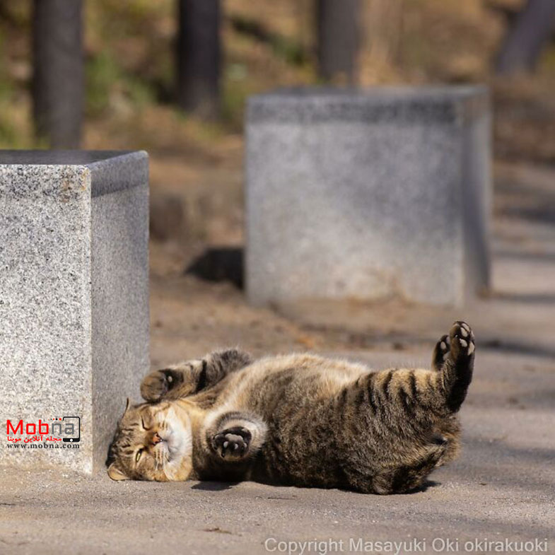 گربههای خیابانی توکیو این مناظر جالب را خلق کرده اند!