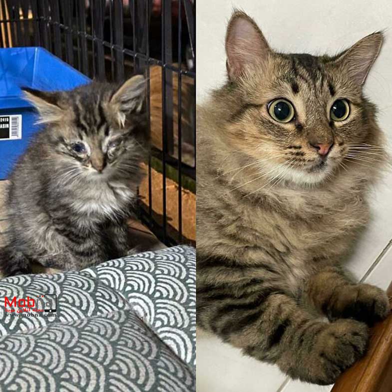 قبل و بعد گربه های خیابانی!