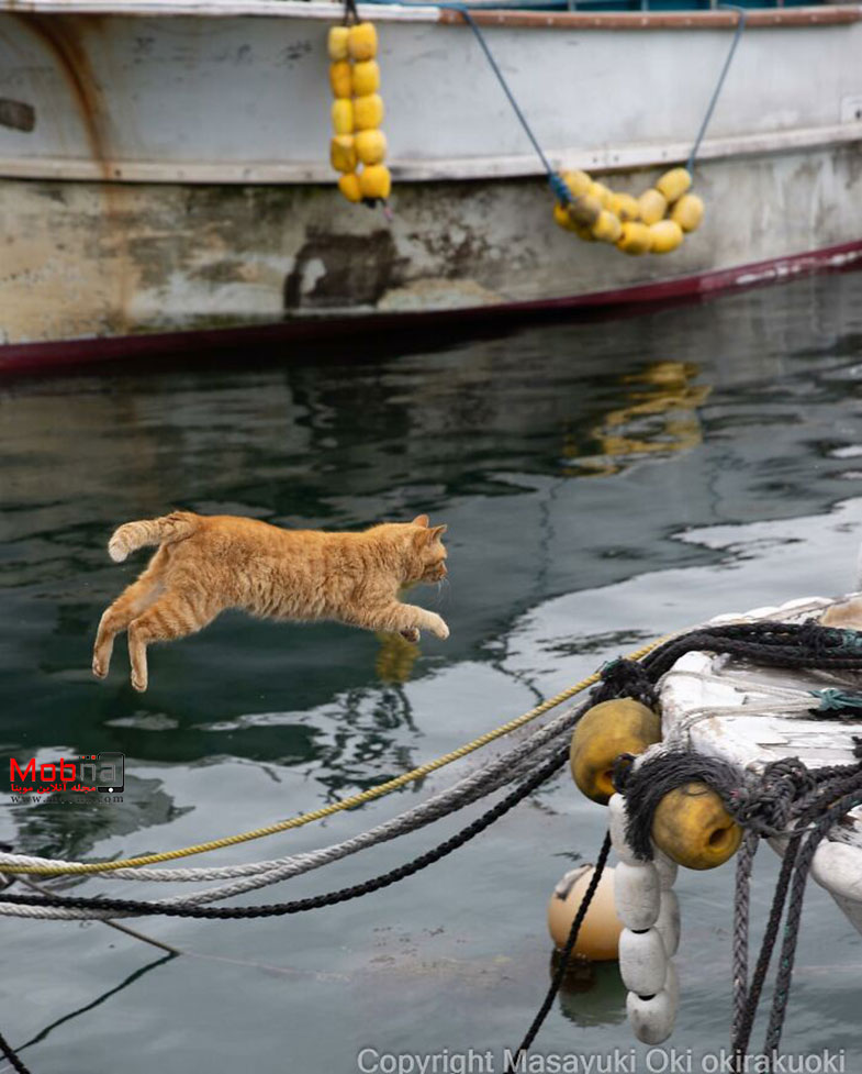 گربههای خیابانی توکیو این مناظر جالب را خلق کرده اند!