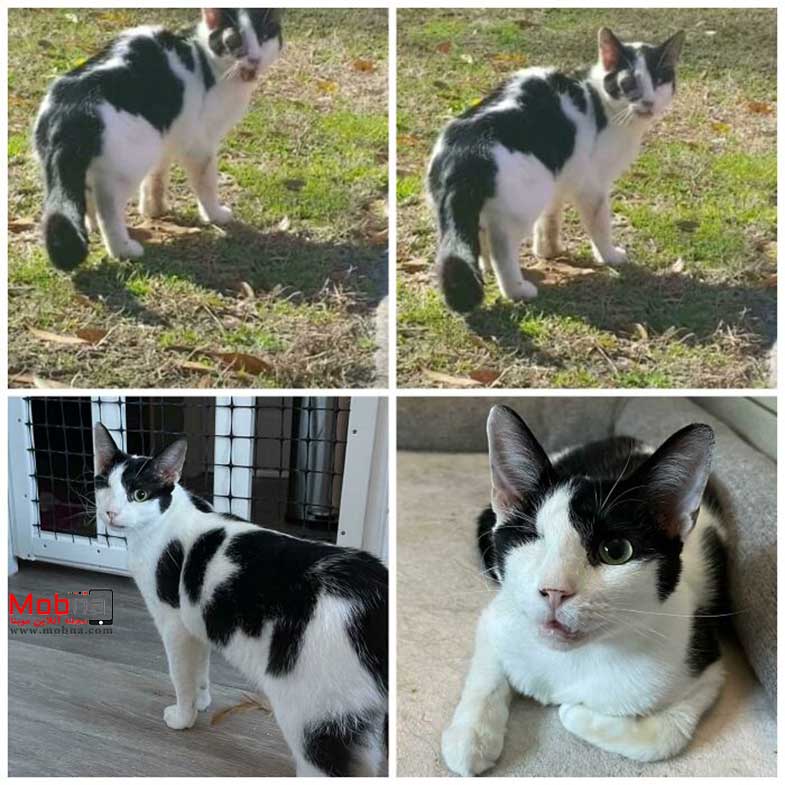 قبل و بعد گربه های خیابانی!