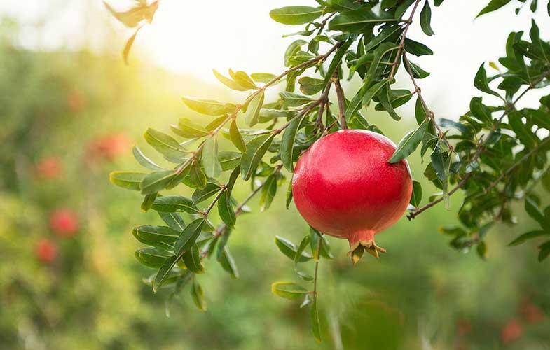 خواص معجزه‌آسای این میوه بهشتی برای سلامتی