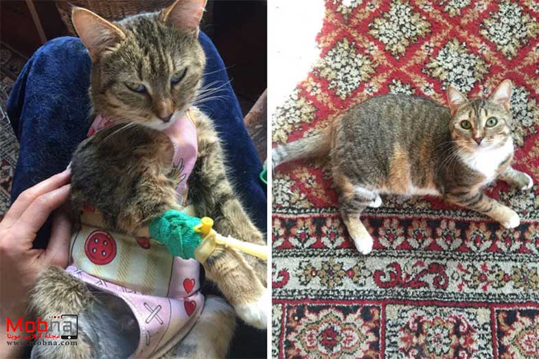 قبل و بعد گربه های خیابانی!