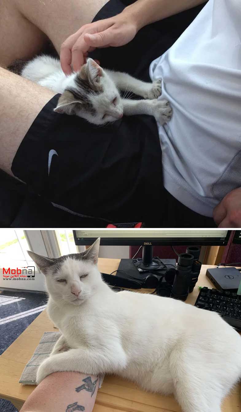 قبل و بعد گربه های خیابانی!