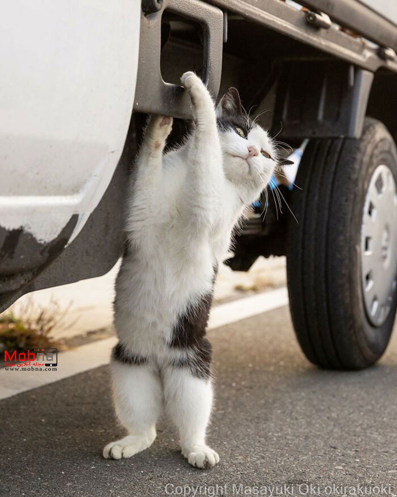 گربههای خیابانی توکیو این مناظر جالب را خلق کرده اند!