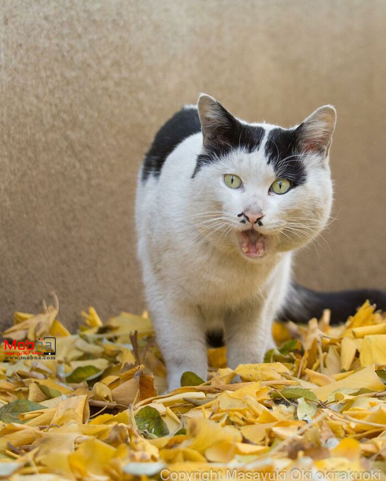 گربههای خیابانی توکیو این مناظر جالب را خلق کرده اند!