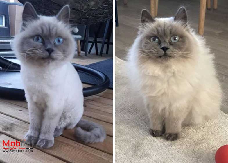 قبل و بعد گربه های خیابانی!