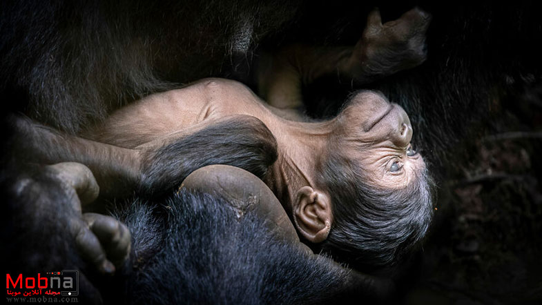 تصاویر برتر در «عکس بزرگ» 2023 