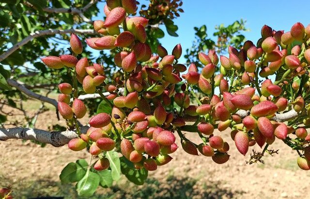 خطر گرمازدگی بیخ گوش باغات پسته زرندیه