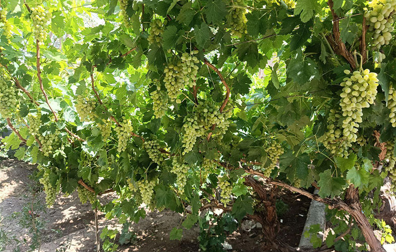 انگور؛ میوه ای که اکسیر جوانی است