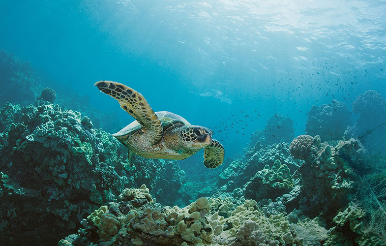 مواد سازنده گوشی شما چگونه به حفظ اقیانوسها کمک میکند؟