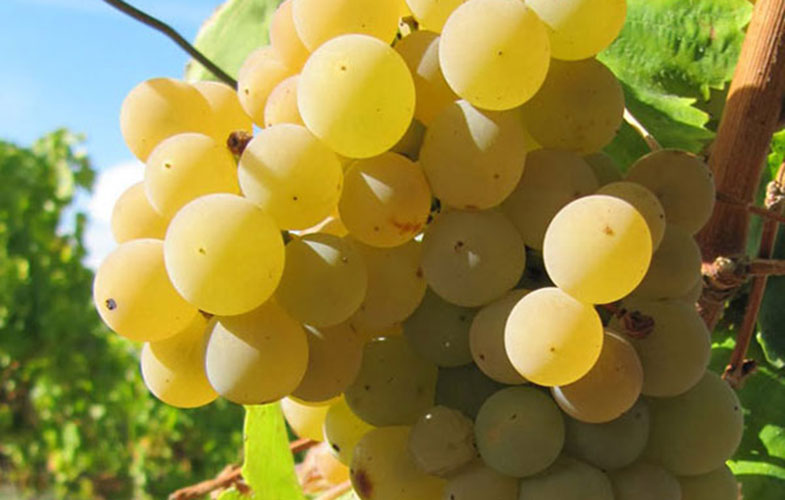 انگور؛ میوه ای که اکسیر جوانی است