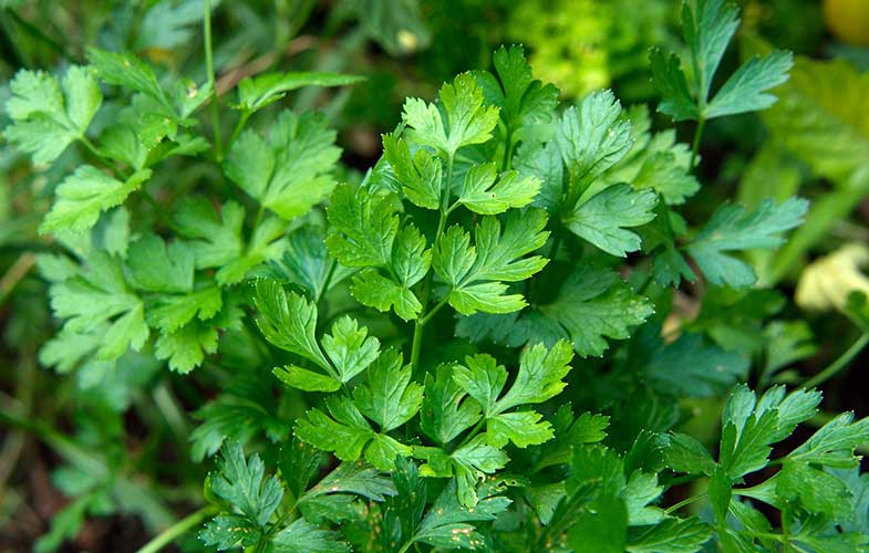 10 خواص فوق‌العاده سبزی جعفری برای سلامتی