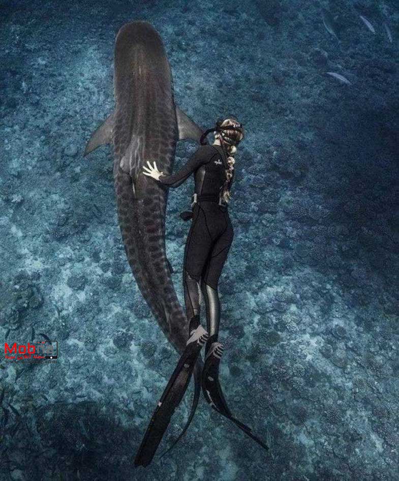 مجموعه بدون شرح؛ از بازار ماهی فروشان تا گاو مهربان!