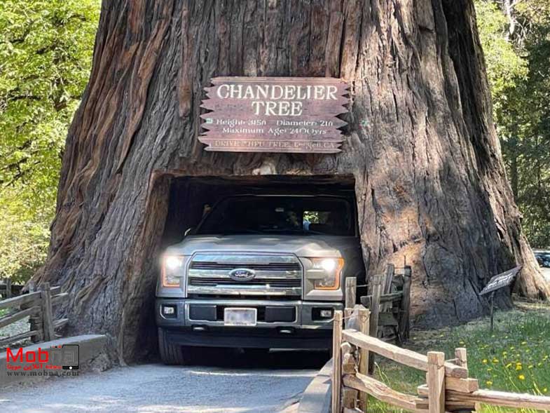 مجموعه بدون شرح؛ از بازار ماهی فروشان تا گاو مهربان!