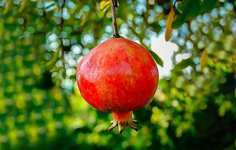 خواص معجزه‌آسای این میوه بهشتی برای سلامتی