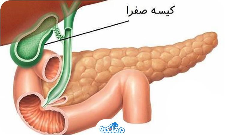 کیسه صفرا در کجا قرار دارد؟ کار آن چیست؟