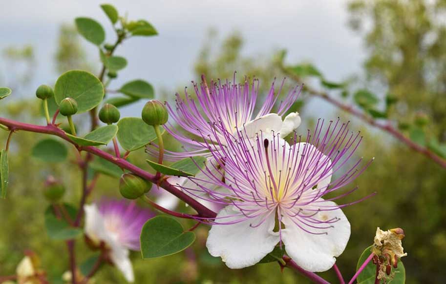 کبر؛ گیاهی سرشار از ترکیبات آنتی اکسیدانی (+عکس)