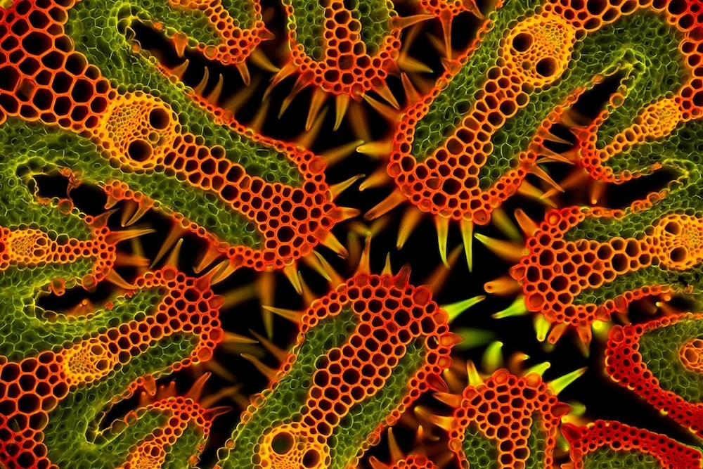 عکاسی نمای نزدیک